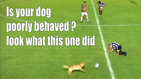 taken dog | look what this dog did