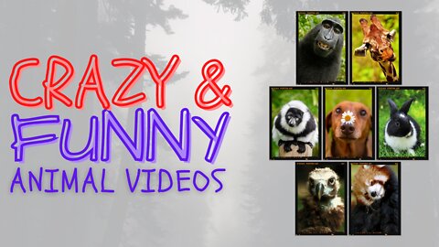 Funny Animals Videos