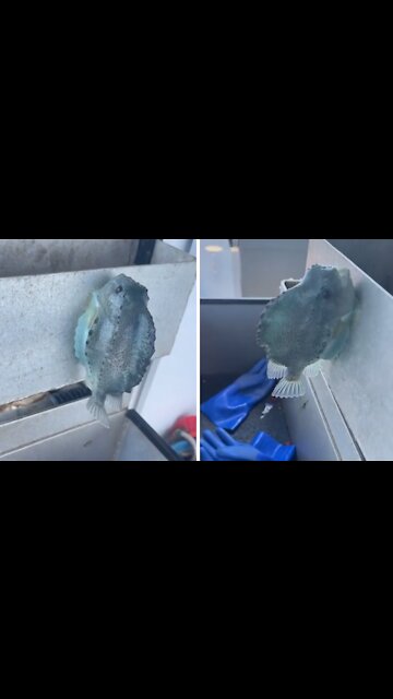 Strange fish will stick to any surface even out of the water