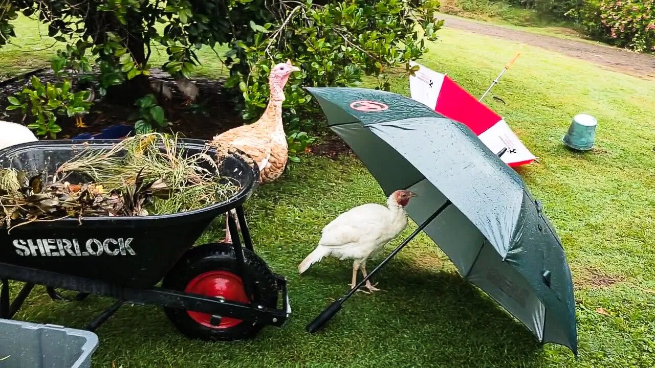 Funny Turkey Hides From Rain! - Behind The Scenes in Mandi's Bat Aviary Working In The Pouring Rain