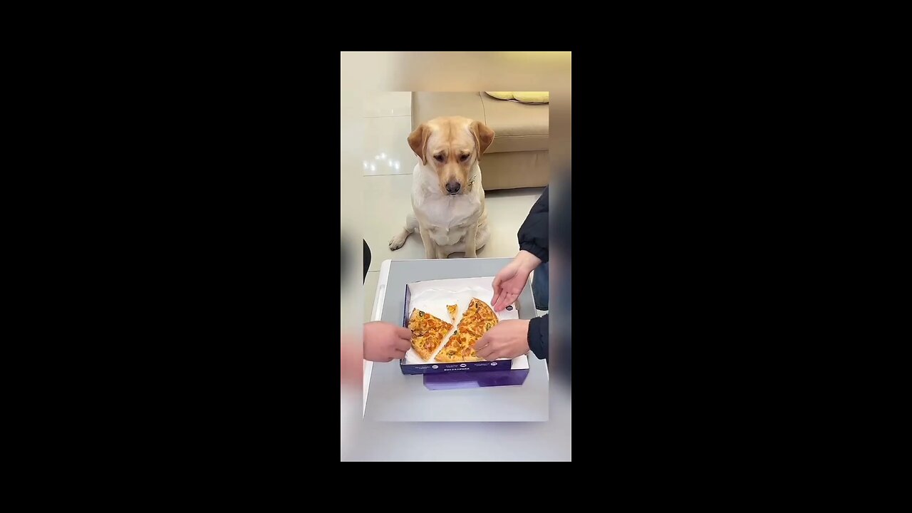 We Gave Small Pizza To Dog And
