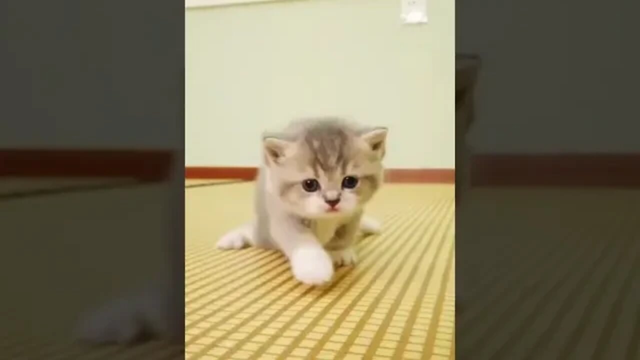 Newborn kitten learning to walk #shorts #animals #funny #ytshorts #cats #dogs #dogs #pets #gatos