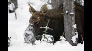 Un renne déboule sur une piste de ski