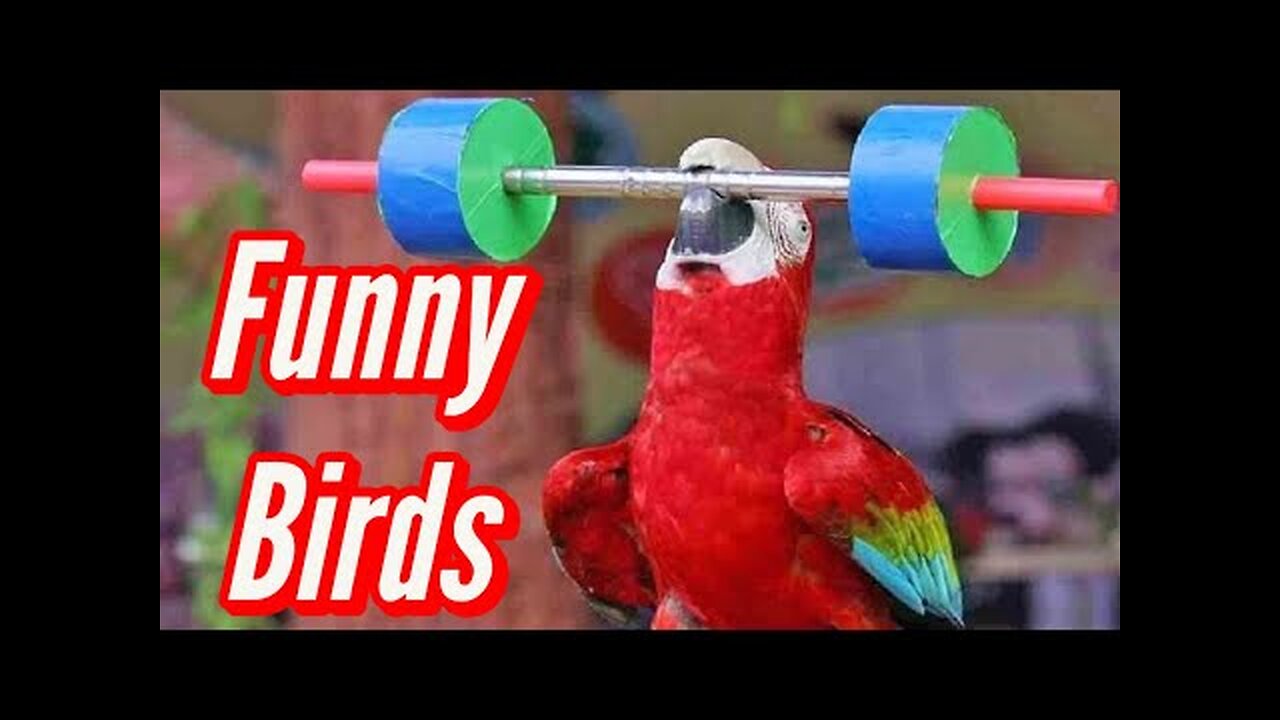 Funny Birds Video Compilation 2024 - Funny Animal Videos - Animal Reaction To Food