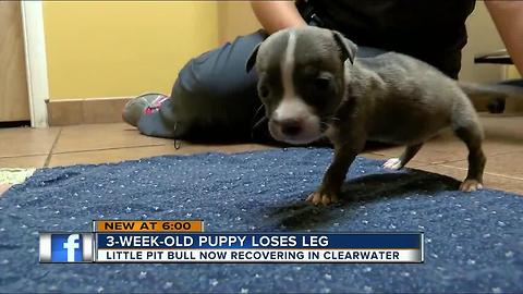 3-week-old puppy loses leg