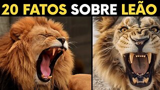 20 fatos sobre leoes que vc não sabia