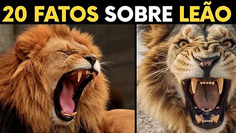 20 fatos sobre leoes que vc não sabia