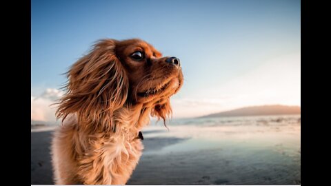 Best 😍 moments with dogs 🐶 at sea 🌊