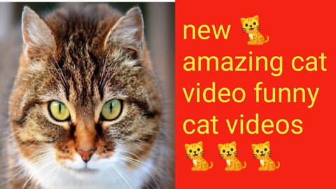 New 🐈 amazing cat video & funny cat videos 🐈