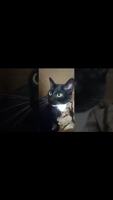 cat in a box #shortsvideo #kitty #kittycat #shortsfeed #cat #youtubeshorts