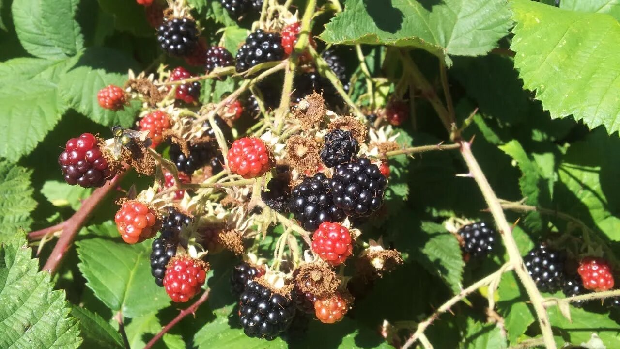 I'll have blackberries all winter!