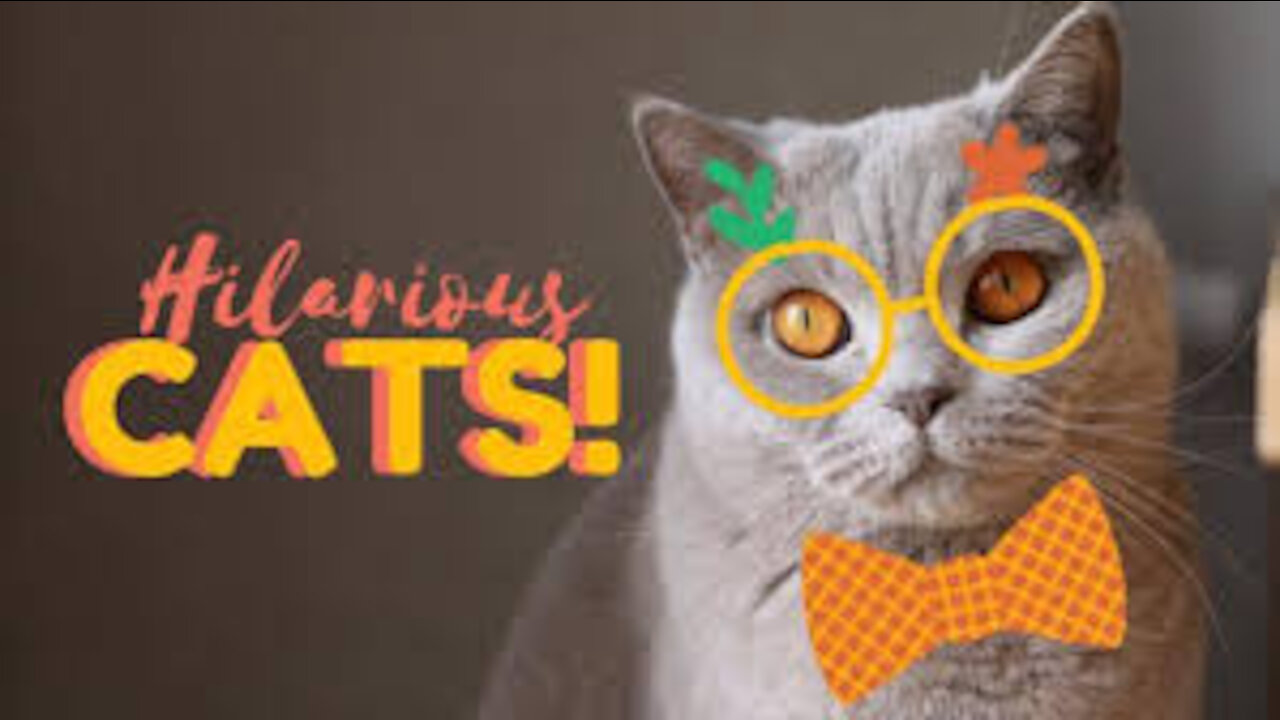 OMG_So_Cute_♥_Funny_Cats_and_Dogs_2021_#41(480p)