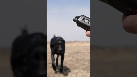 Training With a DT Systems E-Collar