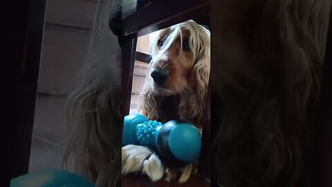 #dogshow