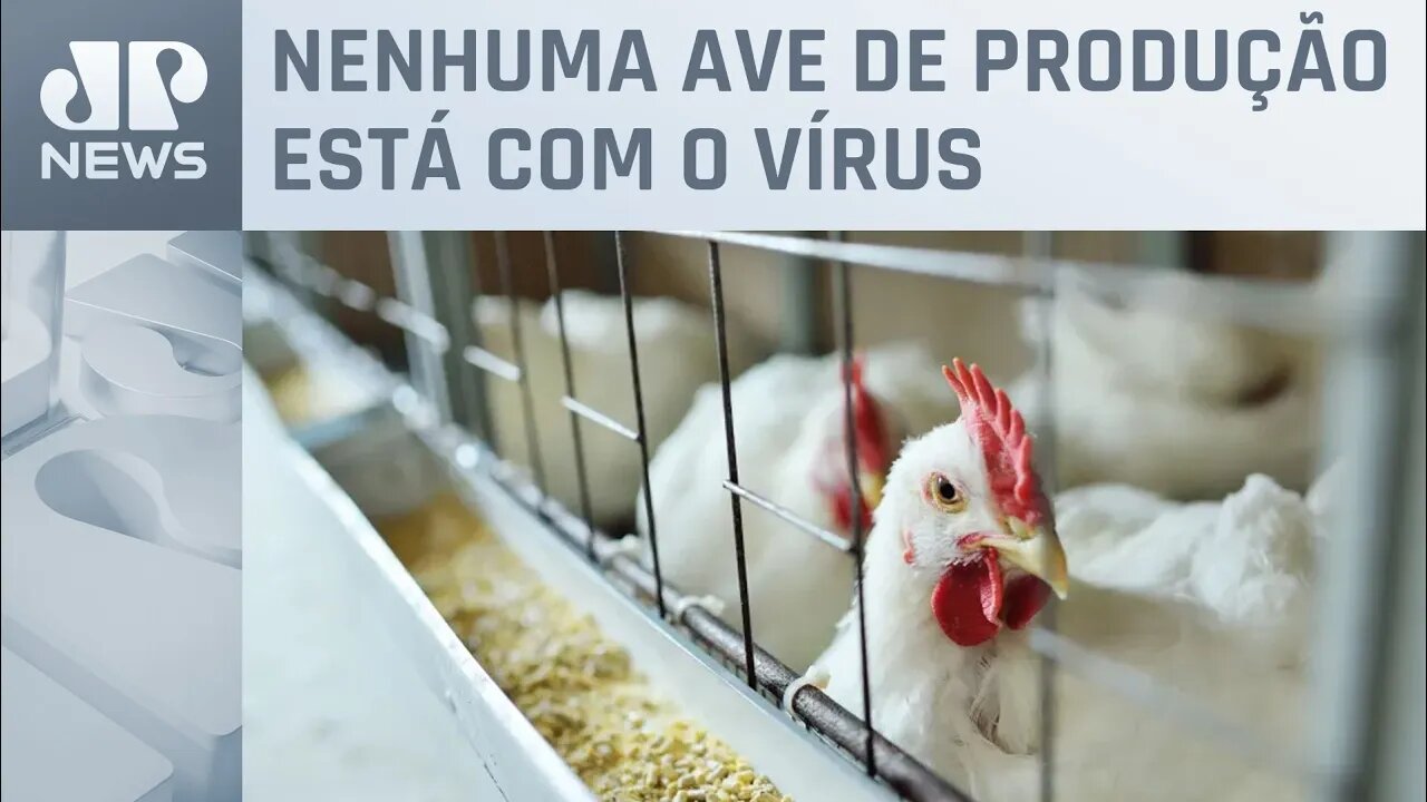 Gripe aviária: Exportações e abastecimento interno não sofrerão alterações