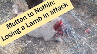 Mutton To Nuthin: Losing Livestock to Attacks