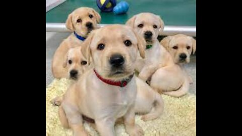 Puppies and Yoga!!!