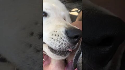 Dogs photo bomb video of Maremma pup