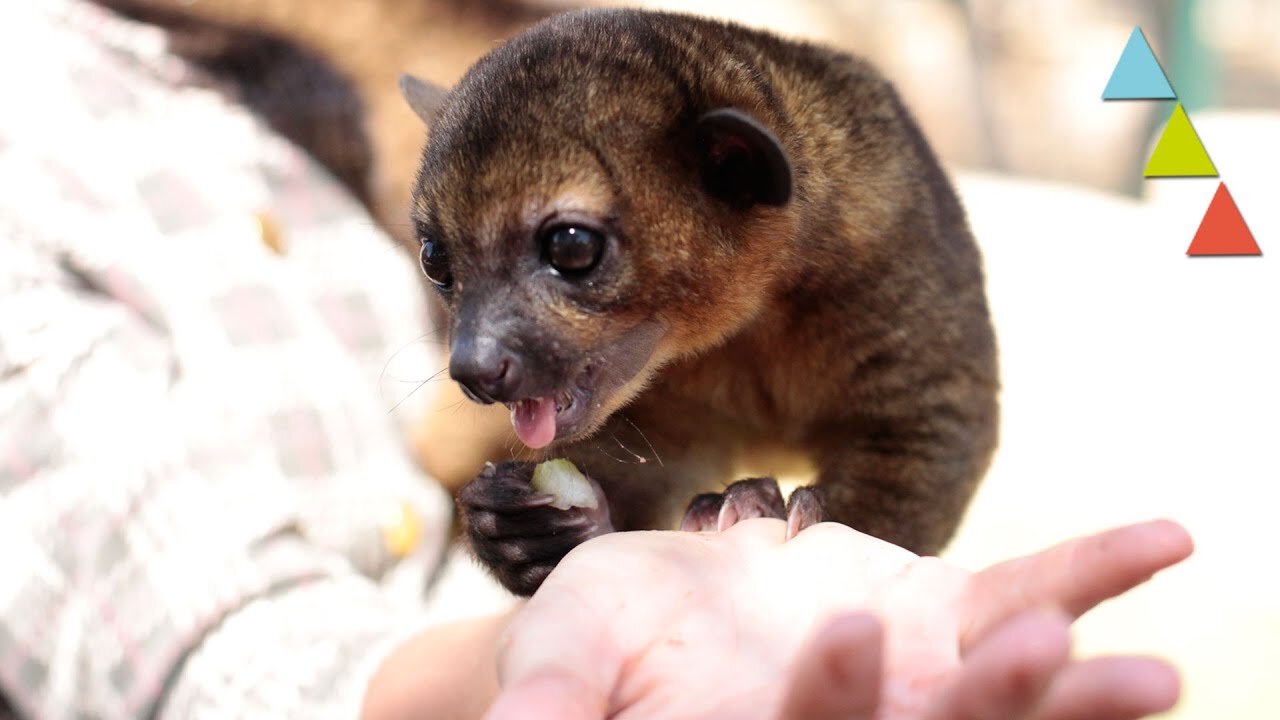 Las 10 mascotas más peligrosas que puedes tener