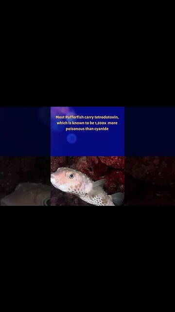 Top 5 most dangerous sea creatures