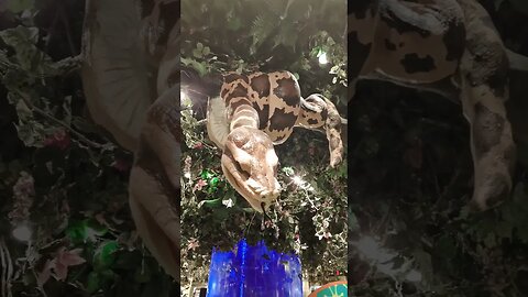 amigaaaa #viralvideos #viral #funny #fun #yearofyou #foryou #cute #Disney #fyp #cobra #friends