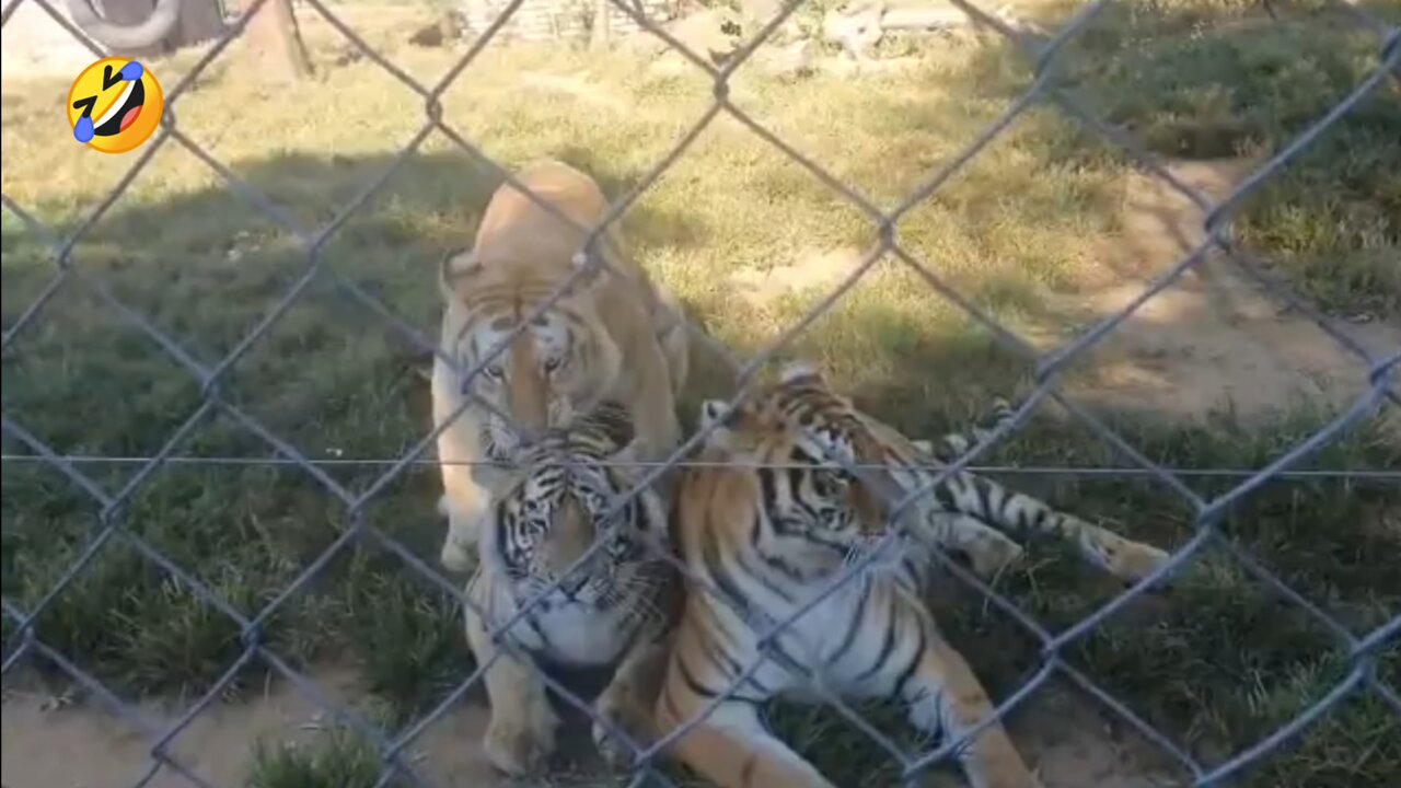 Tabby tiger doing fun with young tiger