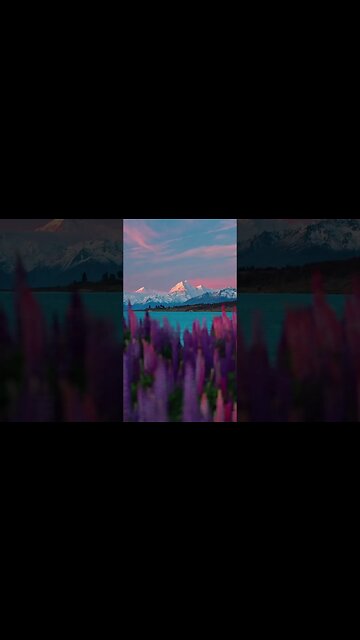 Colorful lupins in New Zealand 🌿