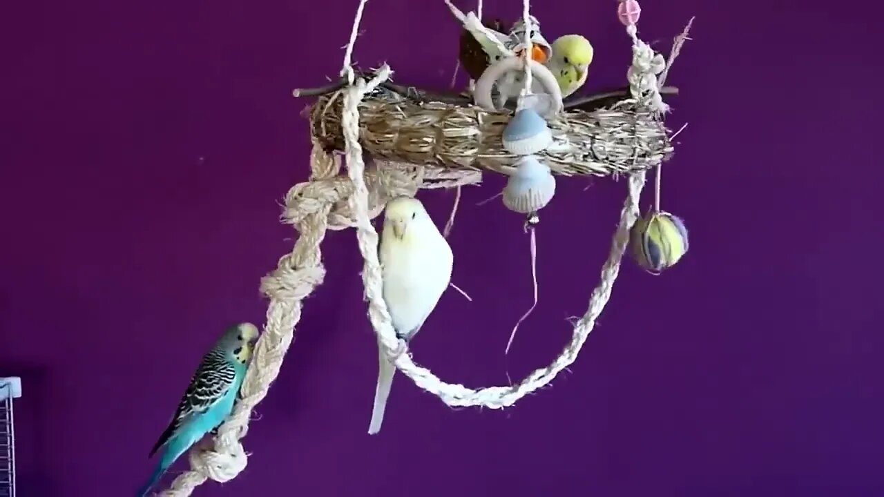 Budgies and Cockatiel Birds Playing and Feeding