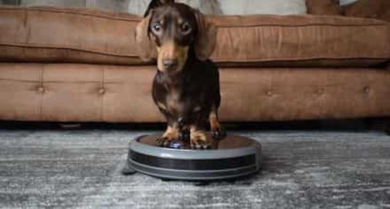 Pølsehund elsker å hjelpe med støvsugingen!