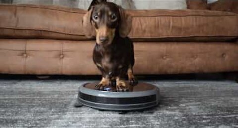 Pølsehund elsker å hjelpe med støvsugingen!