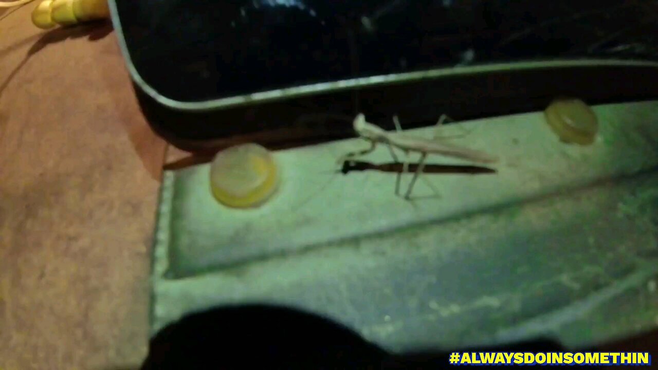 Praying Mantis came to visit