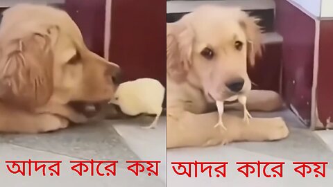 আদর কারে কয়