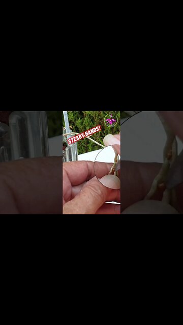 🔥OBNOXIOUS!🤬 Did you know 🤔that SCALE hides on Orchid Roots? 🤬 #ninjaorchids #scale #shorts