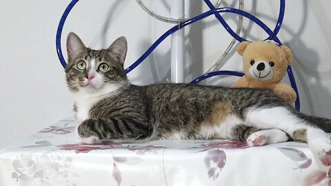 Beautiful Cat with Lots of White