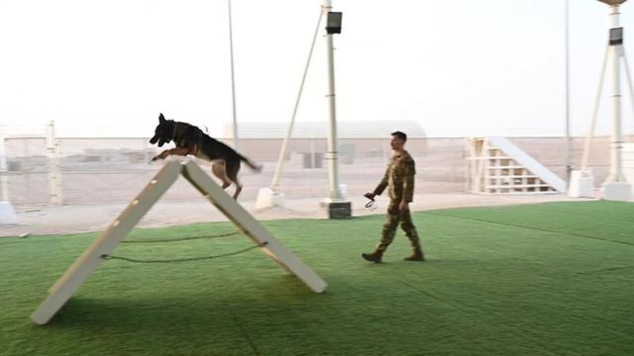 Deterrence and detection with dogs of the "Deid"