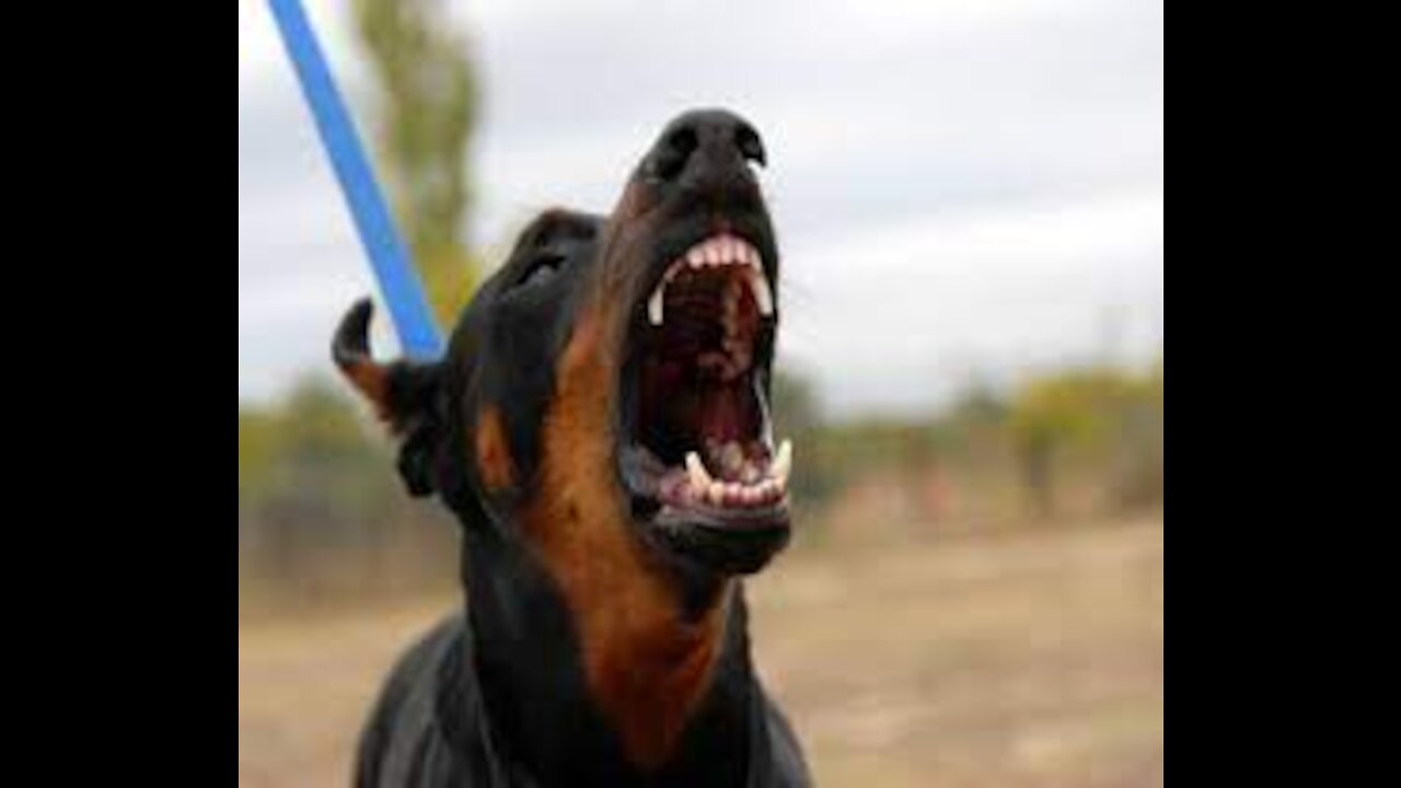 How To Make A Dog Become Fully Aggressive With Some Simple Tricks