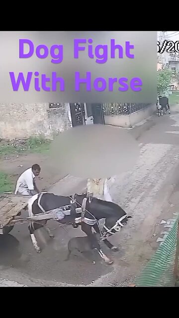 Dog attack on horse 🐴🐾