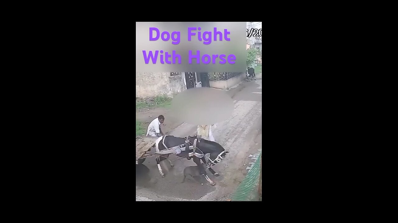 Dog attack on horse 🐴🐾