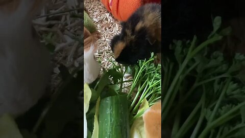 Hungry Guinea pigs devour fresh greens 🥬