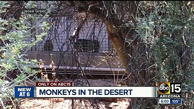 Monkeys still living in abandoned Mesa monkey farm?