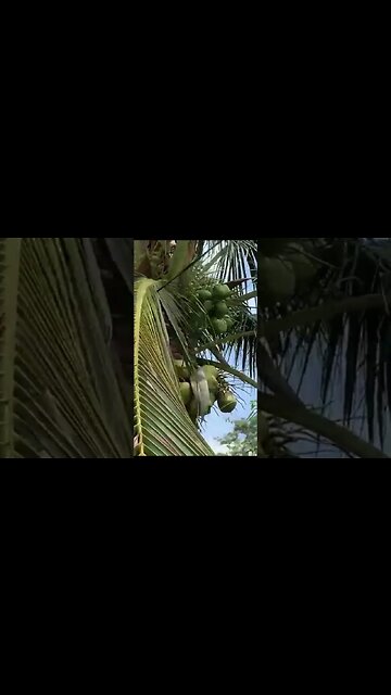 Aplikasi Eco Farming di Pohon Kelapa | #ecofarming