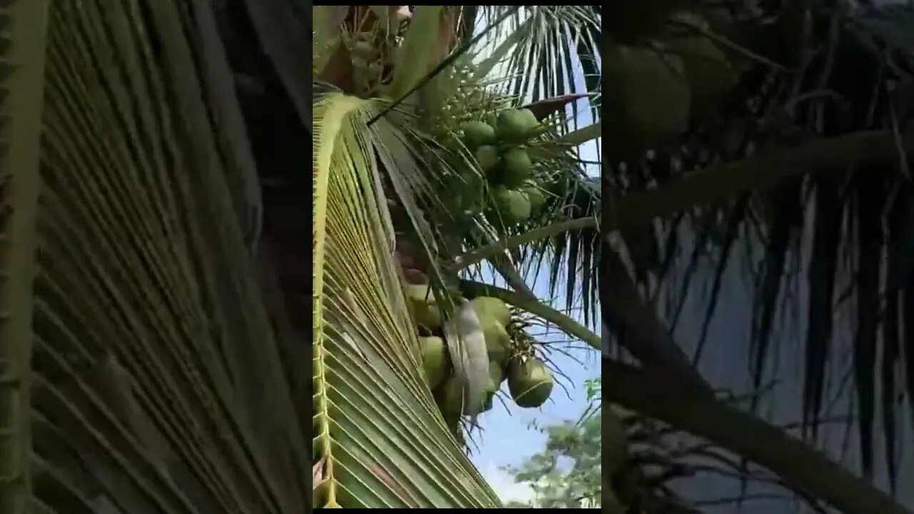 Aplikasi Eco Farming di Pohon Kelapa | #ecofarming