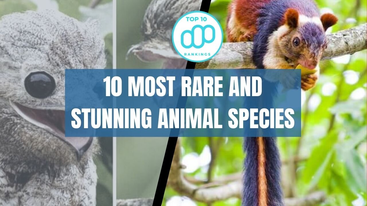 Top 10 Most Rare And Stunning Animal Species | Amazing Rare Animals You Must Know #top10rankings