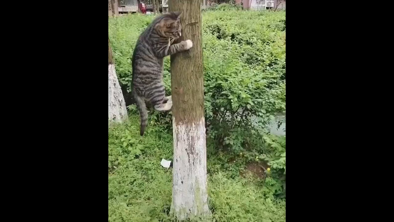 funny animals