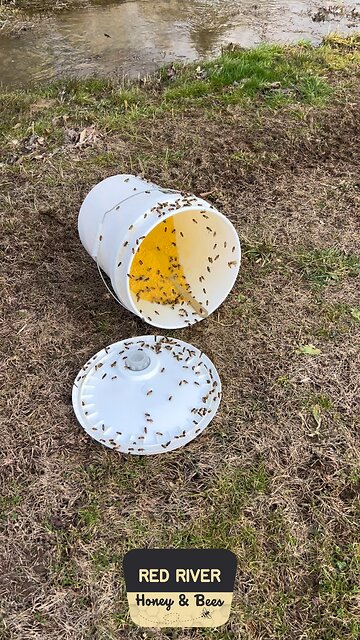 Happy girls after some pollen! 🐝