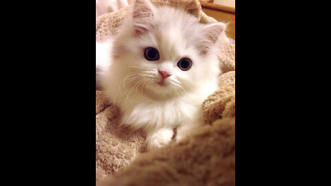 Baby Cats - Cute and Funny Cat Videos Compilation #27 | Aww Animals