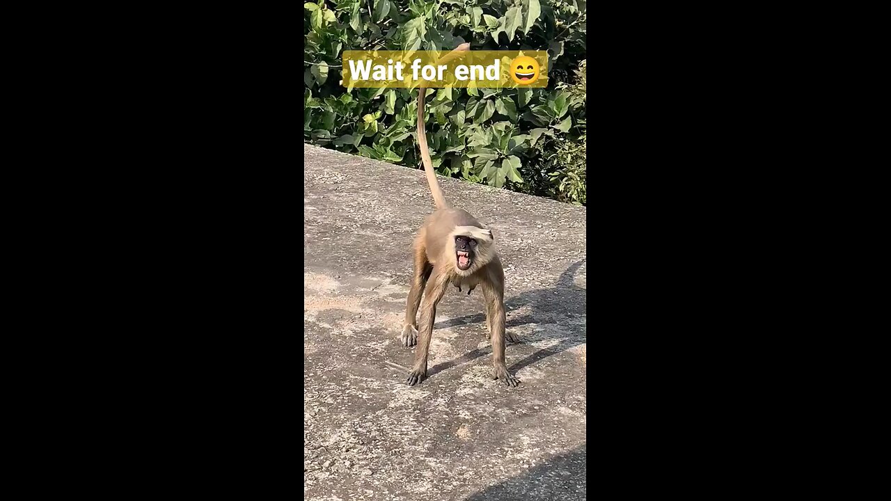 monkey funny video🤣 ||