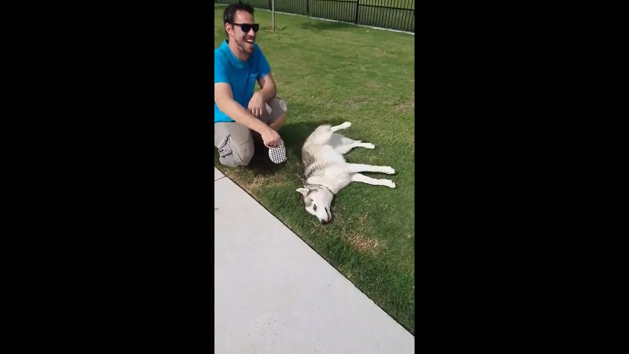 Dakota throwing another tantrum leaving the dog park...