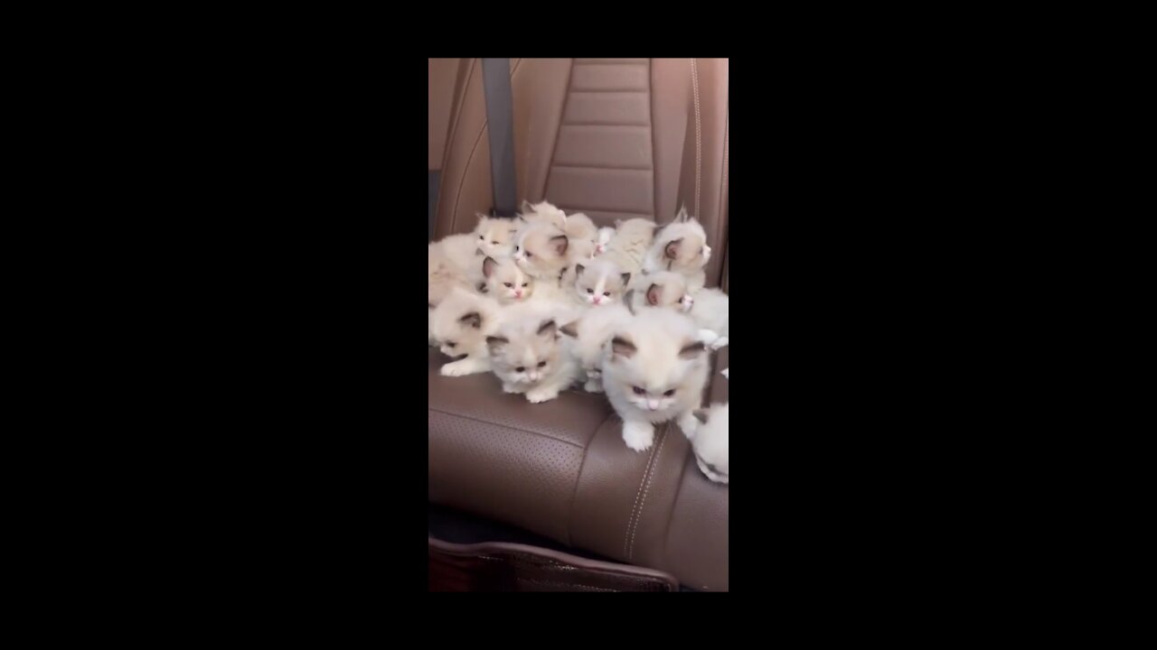 Kitten World ! So Cute !