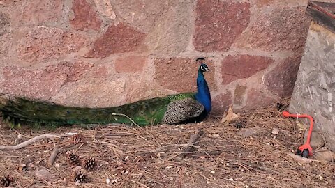 Handsome Peacock